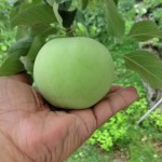 20110820112942.jpg